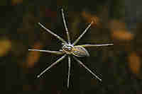 Nursery-web Spiders