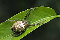 Other Spiders