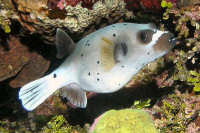 Pufferfishes