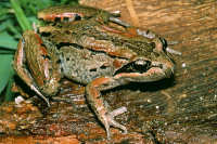 Southern Frogs
