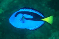 Surgeonfishes