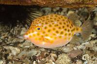 Temperate Boxfishes