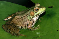 True Frogs