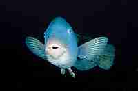 Wrasses