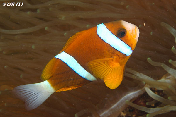 Barrier reef anemonefish, Amphiprion akindynos