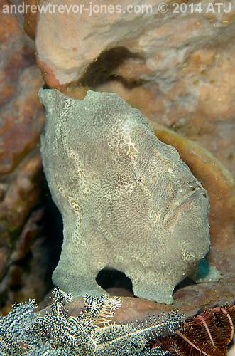 Giant anglerfish, Antennarius commerson