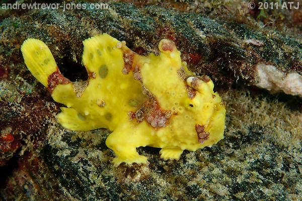 Warty angerlfish, Antennarius maculatus