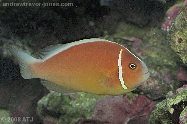 Pink anemonefish, Amphiprion perideraion