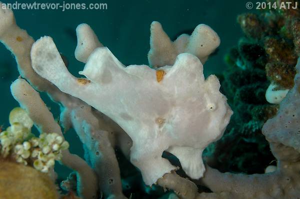 Painted angler, Antennarius pictus