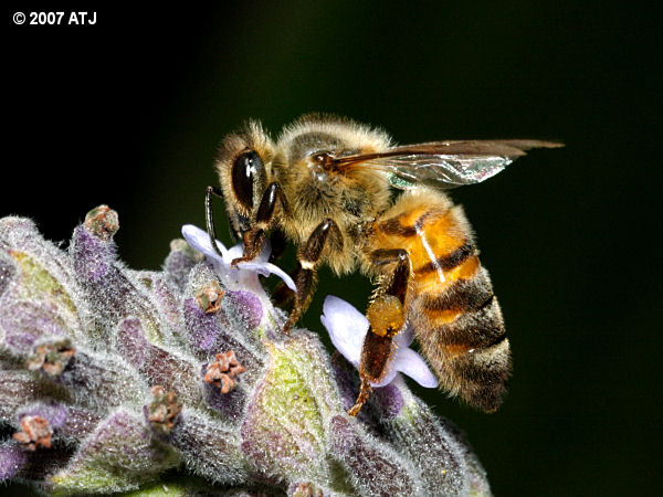 Honey bee, Apis sp.