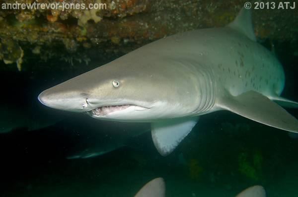 Grey nurse shark, Carcharias taurus