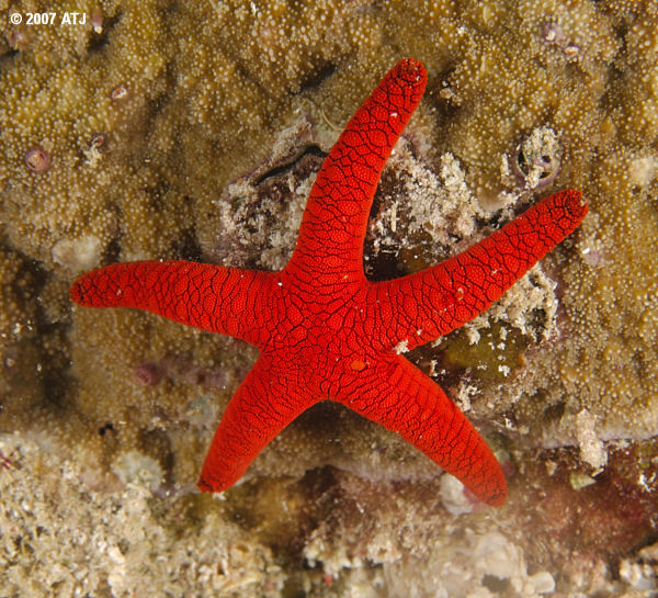 Red sea star, Fromia indica