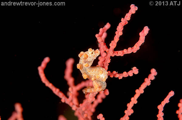 Yellow pygmy seahorse, Hippocampus bargibanti