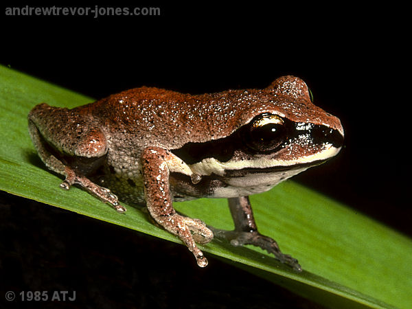 Green-thighed tree frog, Litoria brevipalmata
