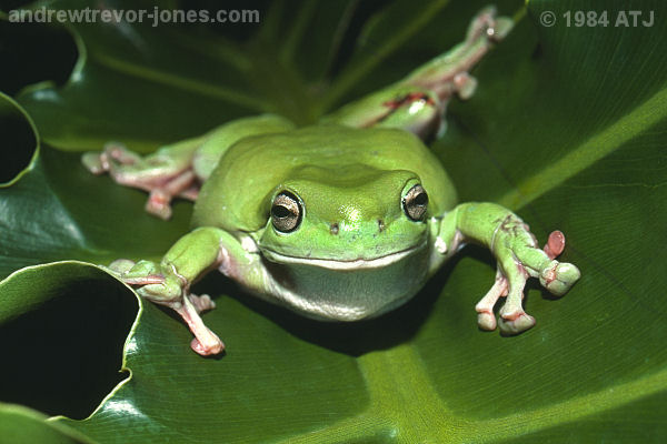 Green tree frog, Litoria caerulea