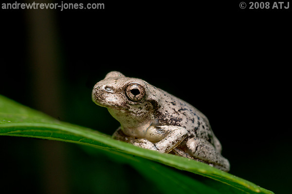 Peron's tree frog, Litoria peronii