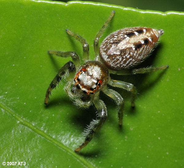 Garden jumping spider, Opisthoncus sp.