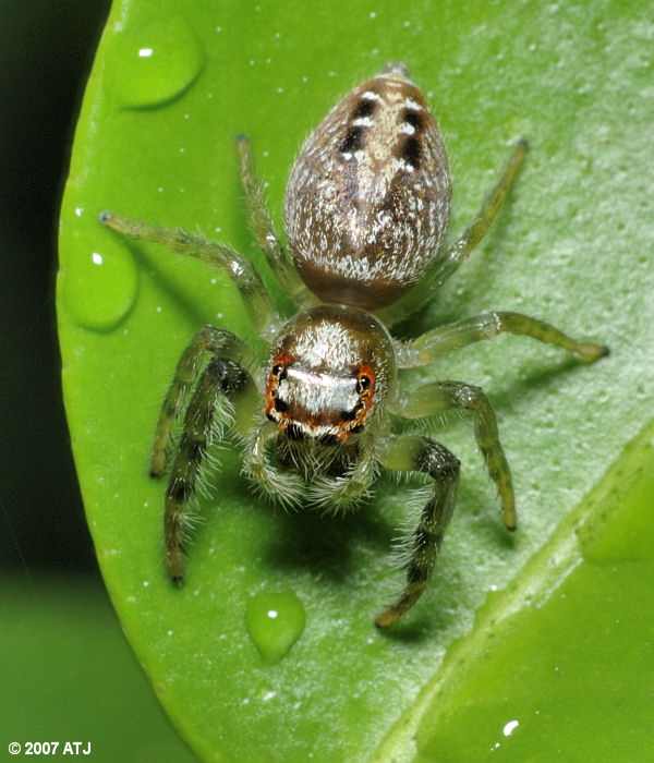 Garden jumping spider, Opisthoncus sp.