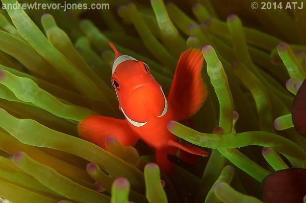 Spine-cheek anemonefish, Premnas biaculeatus