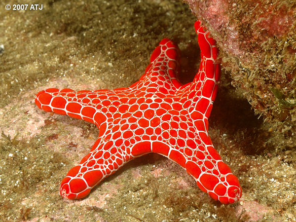 Red brick sea star, Pentagonaster duebeni