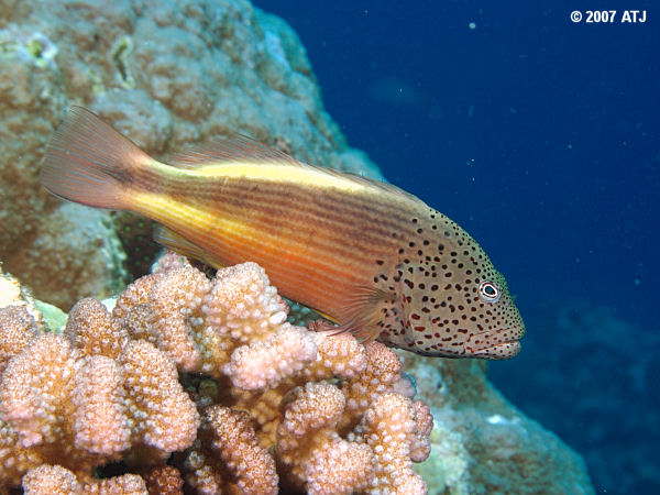 Blackside hawkfish, Paracirrhites forsteri