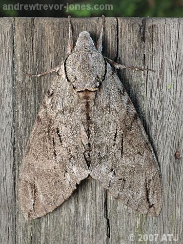 Australian privet hawk moth, Psilogramma menephron