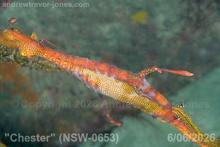 Chester at Kurnell on 6 June 2026 with excess mucus