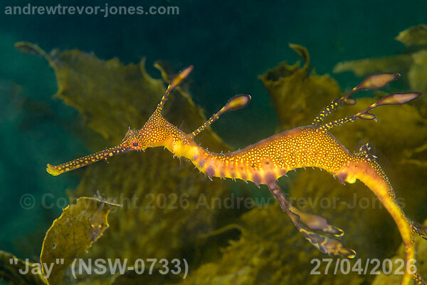 Kurnell Seadragon Encounters - April 2026
