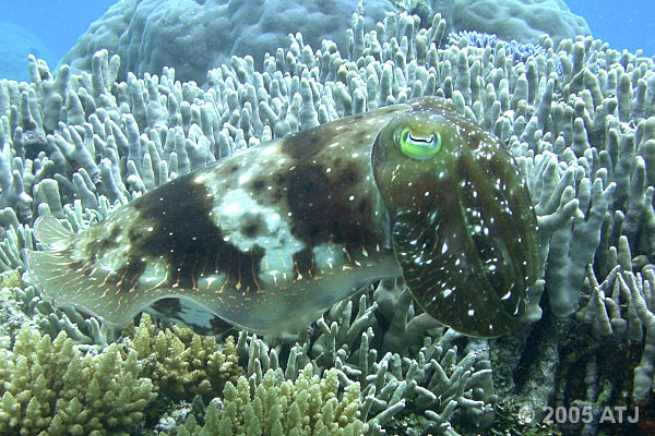 Broadclub cuttlefish, Sepia latimanus