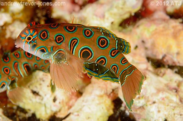 Picturesque dragonet, Synchiropus picturatus